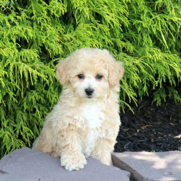 William, Bich-Poo Puppy