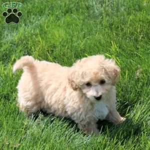 William, Bich-Poo Puppy