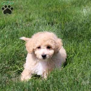 William, Bich-Poo Puppy