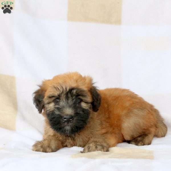 Willow, Soft Coated Wheaten Terrier Puppy