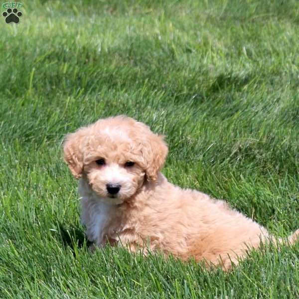 Willow, Bich-Poo Puppy