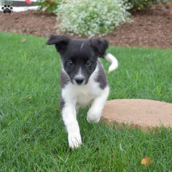 Willow, Border Collie Puppy