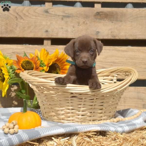 Willow, Boxador Puppy