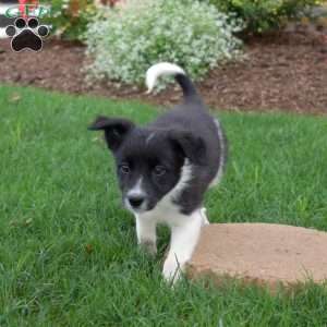 Willow, Border Collie Puppy