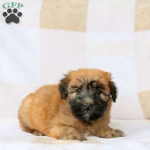 Willow, Soft Coated Wheaten Terrier Puppy
