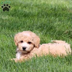 Willow, Bich-Poo Puppy