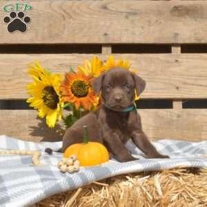 Willow, Boxador Puppy