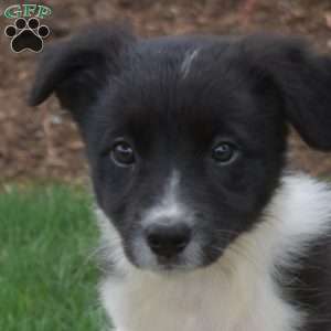 Willow, Border Collie Puppy
