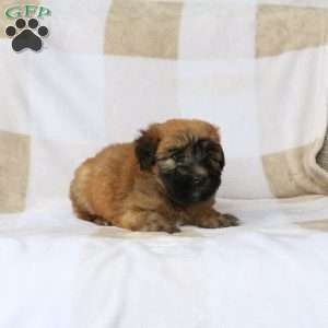 Willow, Soft Coated Wheaten Terrier Puppy