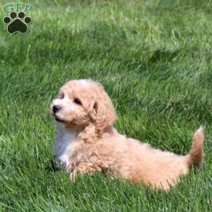 Willow, Bich-Poo Puppy