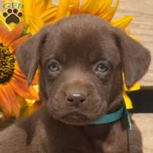Willow, Boxador Puppy
