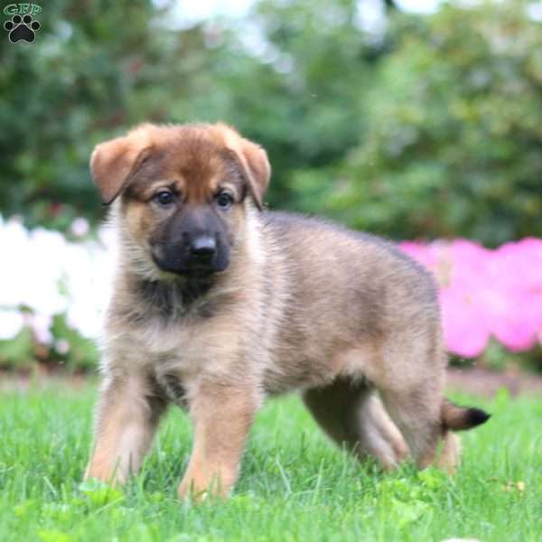 Willow, German Shepherd Puppy
