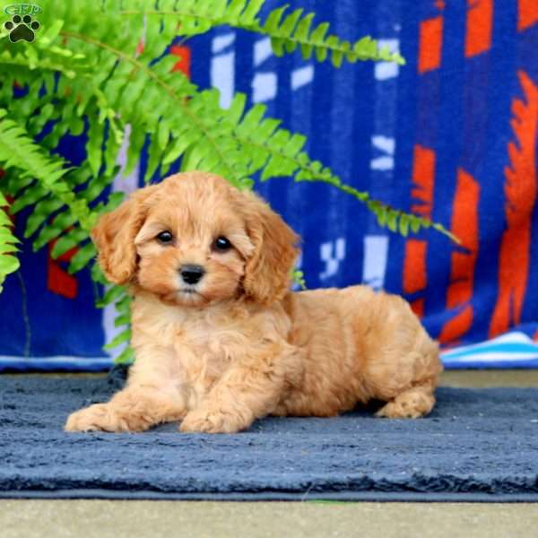 Willow, Cavapoo Puppy