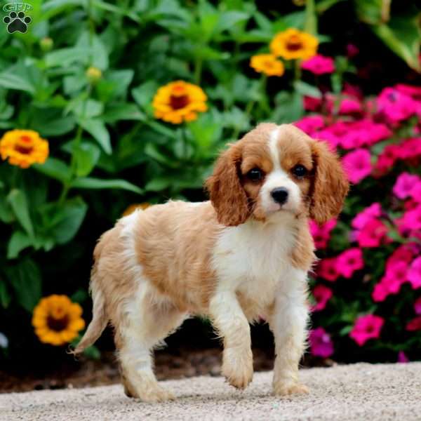 Willow, Cavalier King Charles Spaniel Puppy