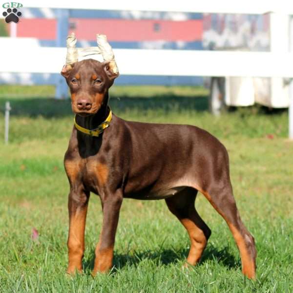 Willow, Doberman Pinscher Puppy