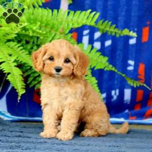 Willow, Cavapoo Puppy
