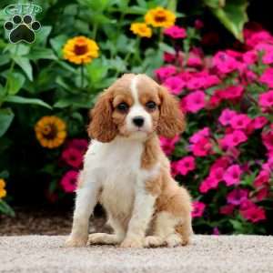 Willow, Cavalier King Charles Spaniel Puppy