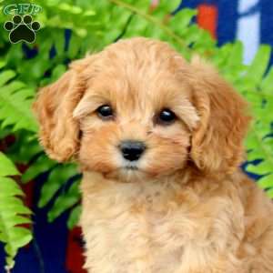 Willow, Cavapoo Puppy
