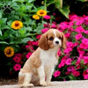 Willow, Cavalier King Charles Spaniel Puppy