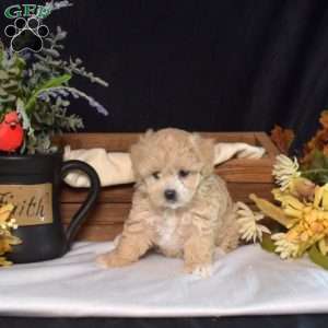 Wilma, Maltipoo Puppy