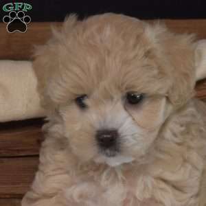 Wilma, Maltipoo Puppy
