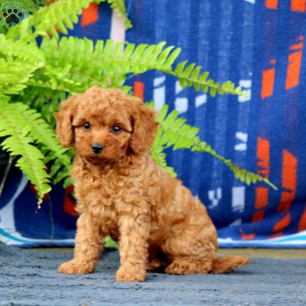 Wimpy, Cavapoo Puppy