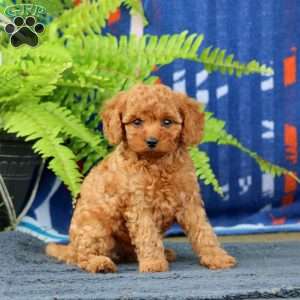 Wimpy, Cavapoo Puppy