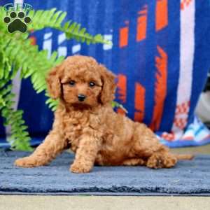 Wimpy, Cavapoo Puppy