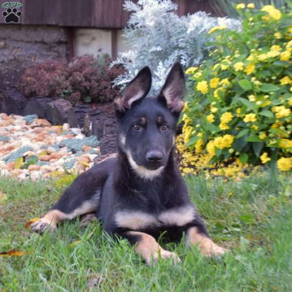 Winner, German Shepherd Puppy