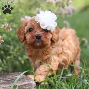 Winnie, Cavapoo Puppy