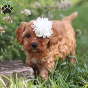Winnie, Cavapoo Puppy