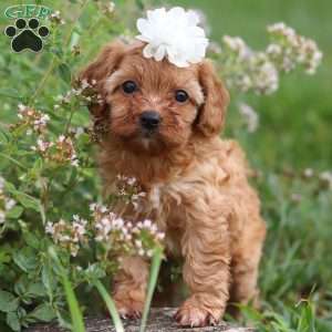 Winnie, Cavapoo Puppy