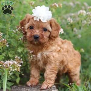 Winnie, Cavapoo Puppy