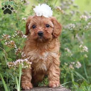 Winnie, Cavapoo Puppy