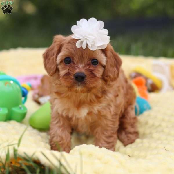 Winnie, Cavapoo Puppy