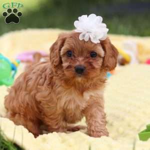Winnie, Cavapoo Puppy
