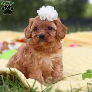 Winnie, Cavapoo Puppy