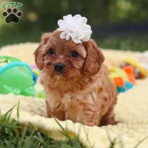 Winnie, Cavapoo Puppy