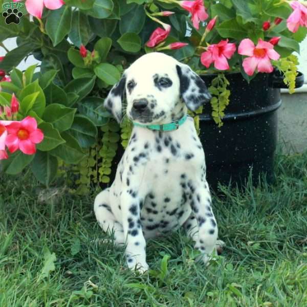 Winnie, Dalmatian Puppy