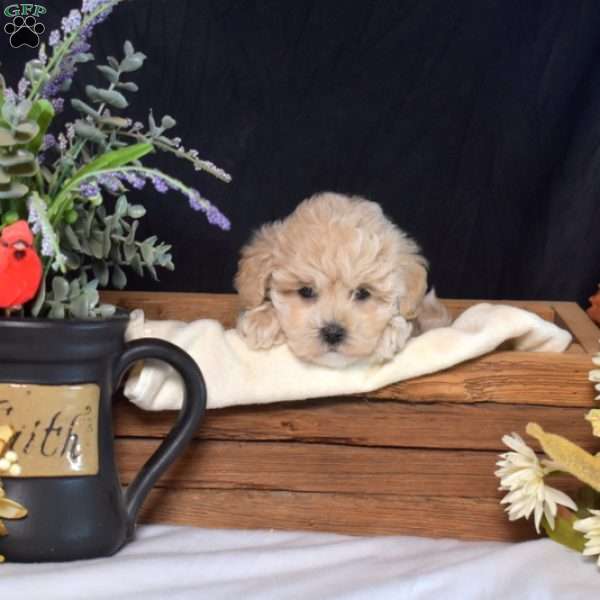 Winnie, Maltipoo Puppy