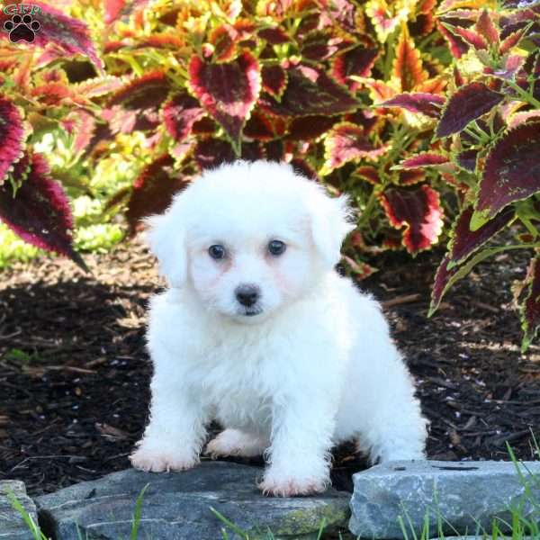 Winnie, Bichon Frise Puppy