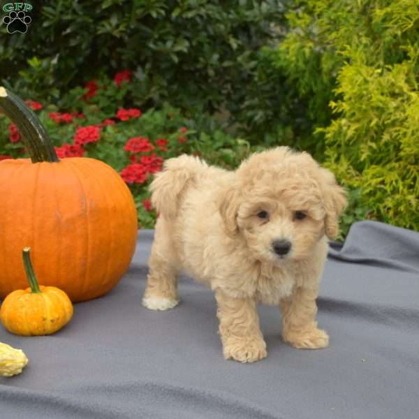Winnie, Bich-Poo Puppy
