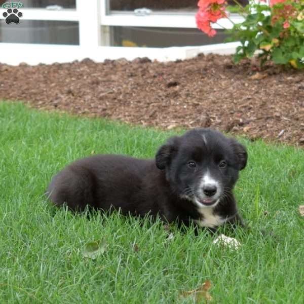 Winnie, Border Collie Puppy