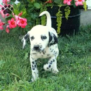 Winnie, Dalmatian Puppy