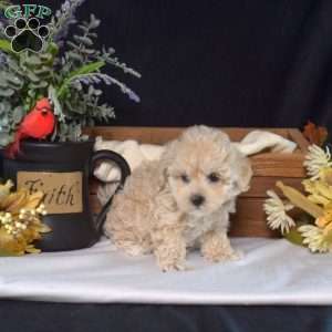 Winnie, Maltipoo Puppy