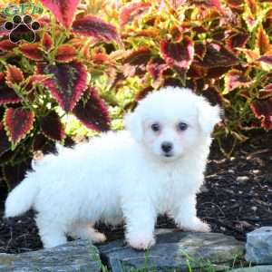 Winnie, Bichon Frise Puppy