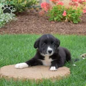 Winnie, Border Collie Puppy