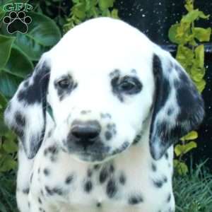 Winnie, Dalmatian Puppy