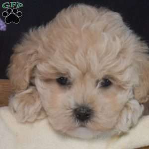 Winnie, Maltipoo Puppy