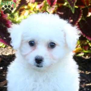 Winnie, Bichon Frise Puppy